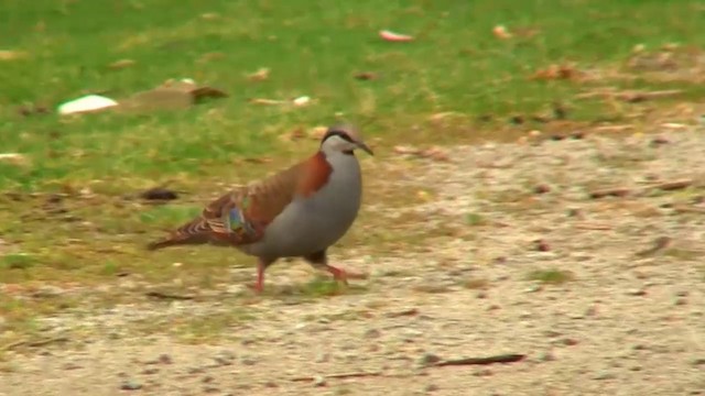 Brush Bronzewing - ML200905011