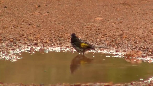 New Holland Honeyeater - ML200905061