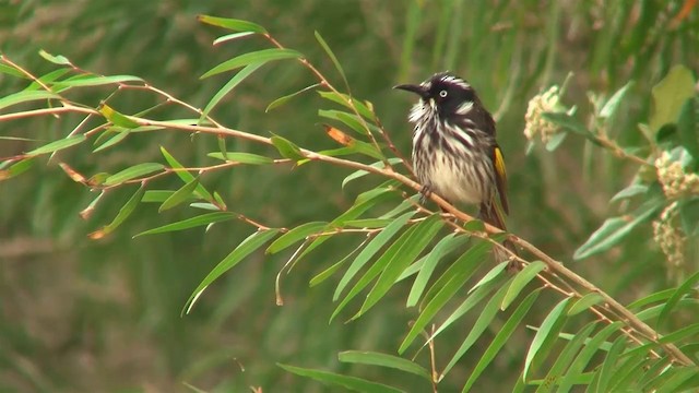 New Holland Honeyeater - ML200905081