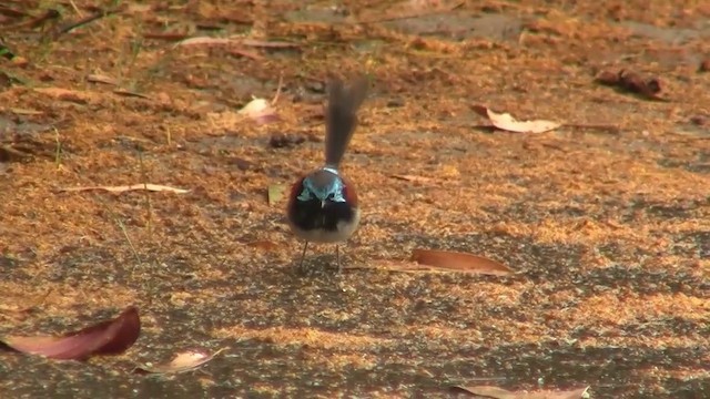 Red-winged Fairywren - ML200905091