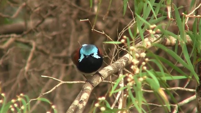 Red-winged Fairywren - ML200905101