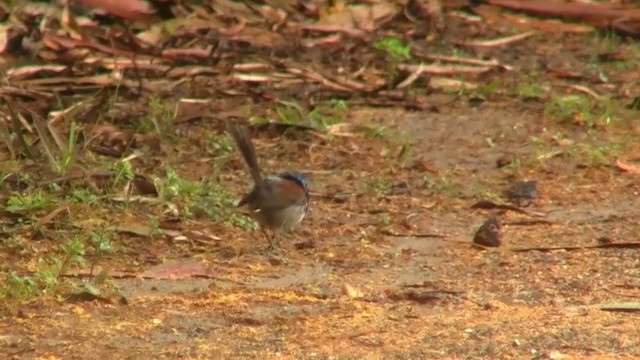 Red-winged Fairywren - ML200905111