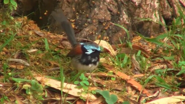 Red-winged Fairywren - ML200905121