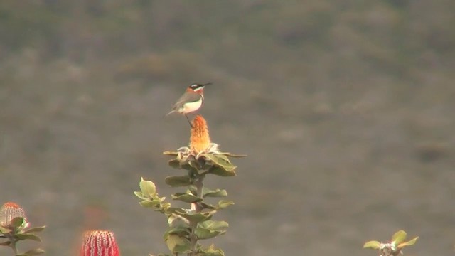 ニシキリハシミツスイ - ML200905151