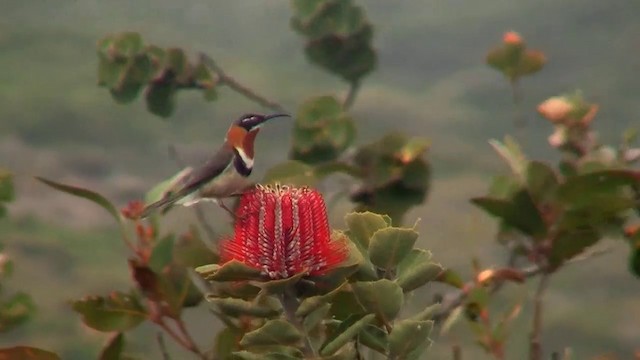 ニシキリハシミツスイ - ML200905161