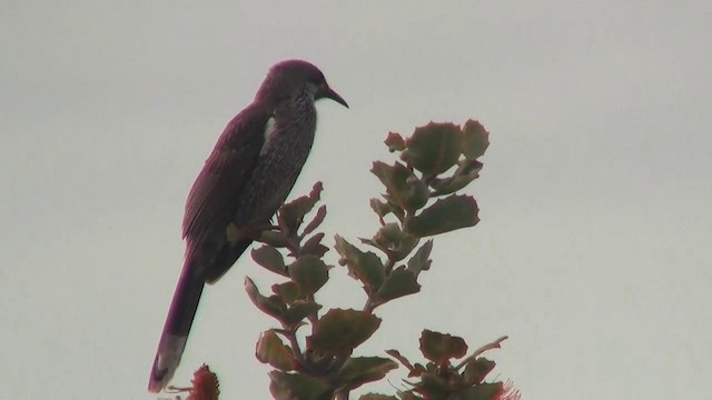 Western Wattlebird - ML200905191