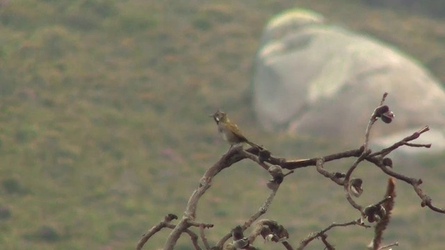 Western Whipbird (Black-throated) - ML200905201