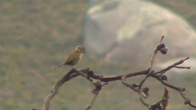 Western Whipbird (Black-throated) - ML200905211