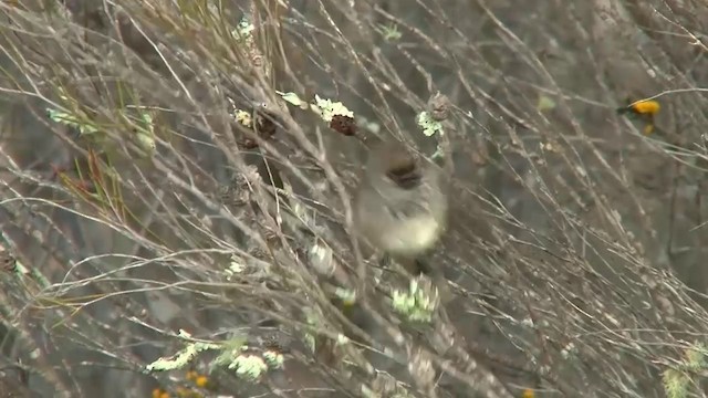 Inland Thornbill - ML200905311