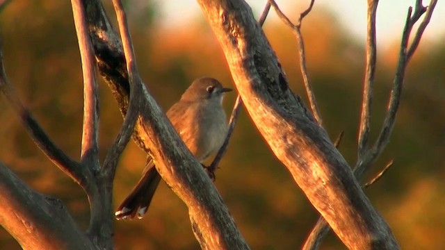 Southern Scrub-Robin - ML200905341