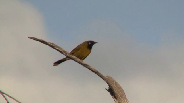 White-eared Honeyeater - ML200905371