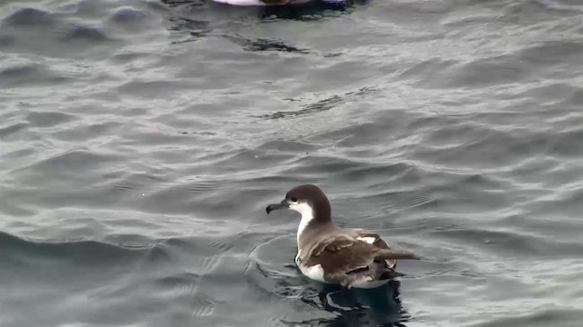 Buller's Shearwater - ML200905691