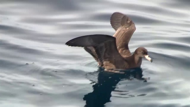 Flesh-footed Shearwater - ML200905931