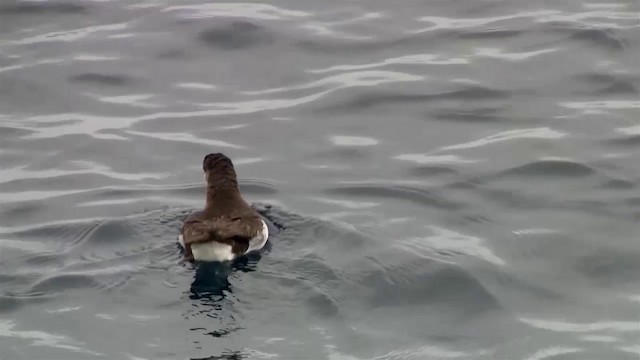 Fluttering Shearwater - ML200905941