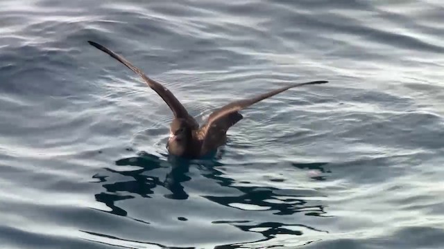 Flesh-footed Shearwater - ML200905961