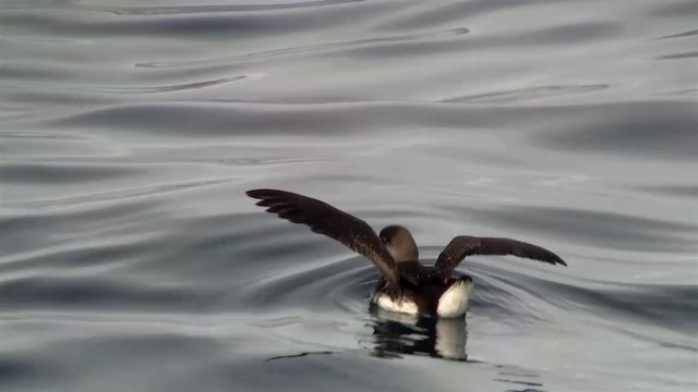 Fluttering Shearwater - ML200905991