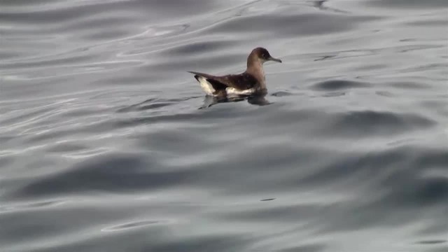 Fluttering Shearwater - ML200906091