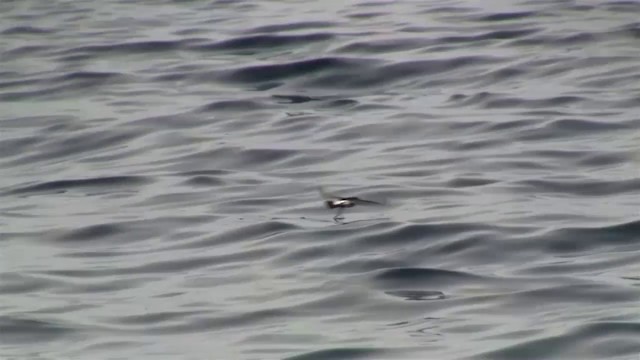 New Zealand Storm-Petrel - ML200906121