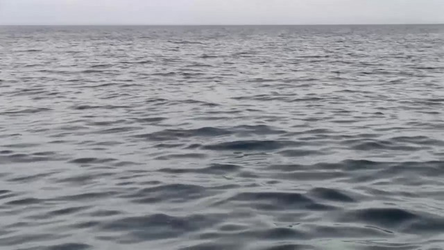 ニュージーランドウミツバメ - ML200906161