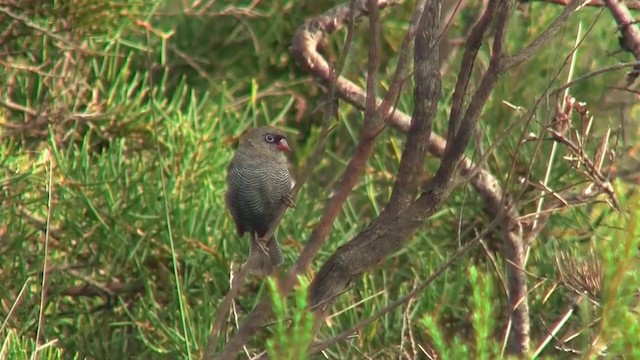 Beautiful Firetail - ML200906211