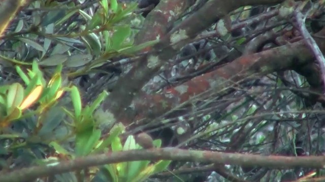 Eastern Bristlebird - ML200906231