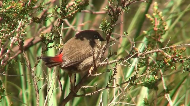 Beautiful Firetail - ML200906281