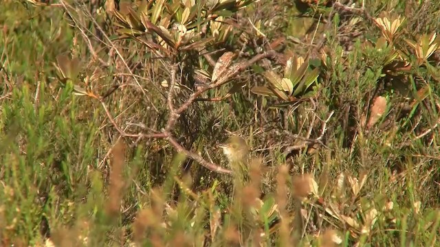 Eastern Bristlebird - ML200906291