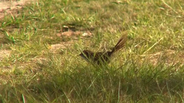 Eastern Bristlebird - ML200906301