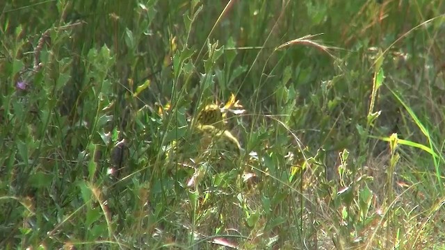 Ground Parrot (Eastern) - ML200906321