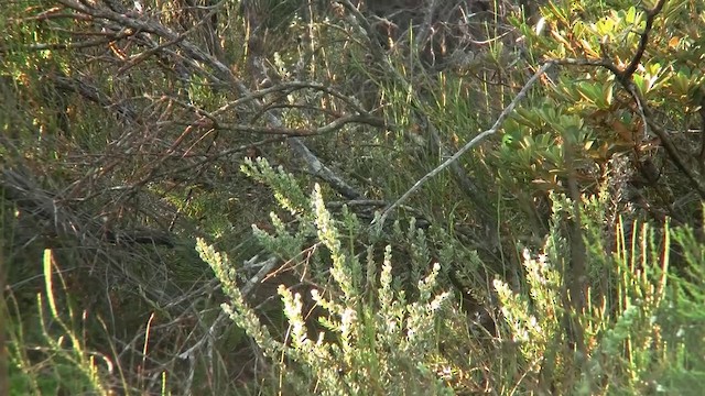 Eastern Bristlebird - ML200906341