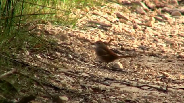 Eastern Bristlebird - ML200906351