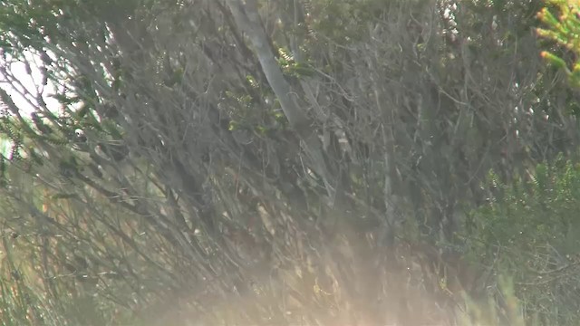 Güneyli Emubülbülü - ML200906361