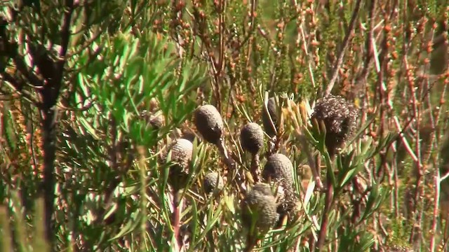 Güneyli Emubülbülü - ML200906371