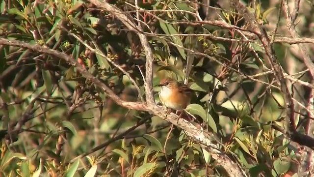 Güneyli Emubülbülü - ML200906381