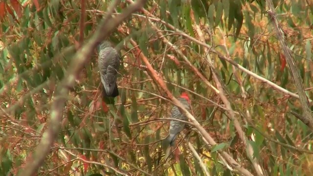 Gang-gang Cockatoo - ML200906421