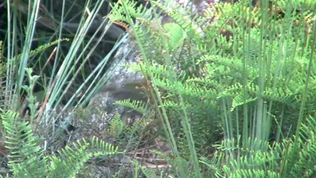 Eastern Bristlebird - ML200906441