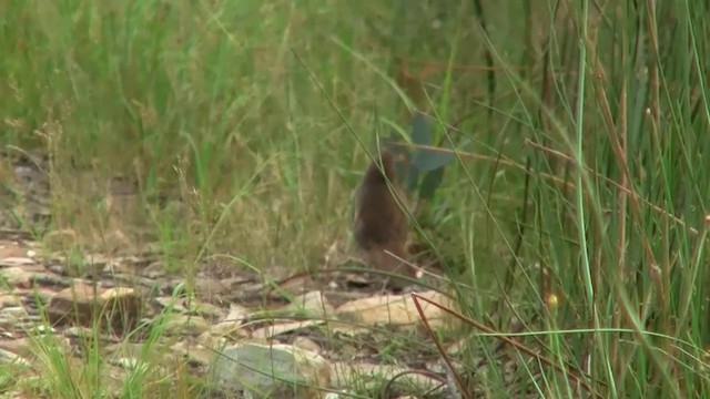 Eastern Bristlebird - ML200906451