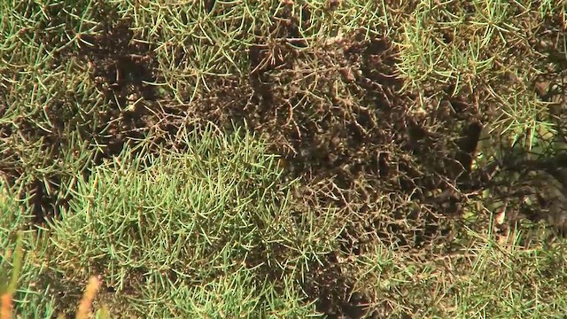 Güneyli Emubülbülü - ML200906461