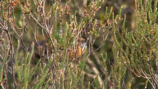 Güneyli Emubülbülü - ML200906471