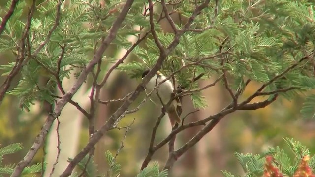 White-naped Honeyeater - ML200906511