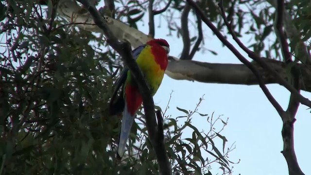 Eastern Rosella - ML200906531