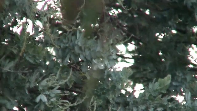 Speckled Warbler - ML200906601