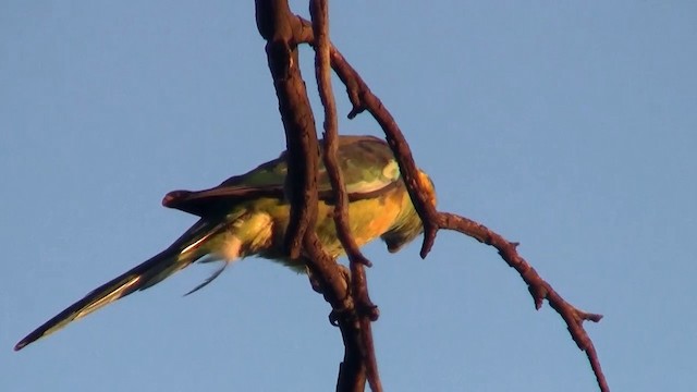 Разноцветный попугайчик - ML200906631
