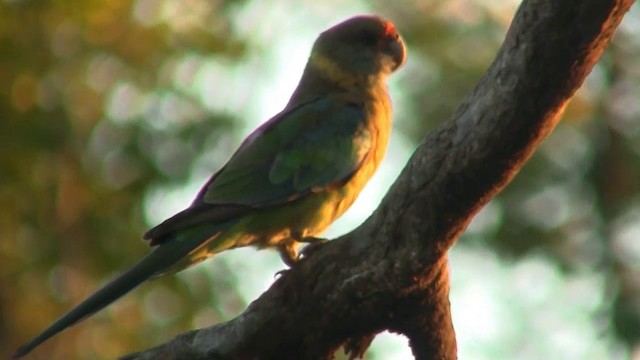 Разноцветный попугайчик - ML200906691