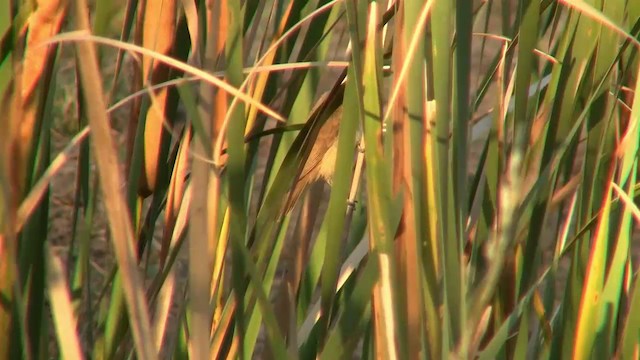 Australian Reed Warbler - ML200906801