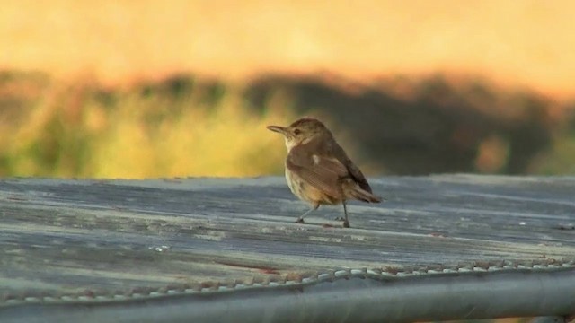 Australian Reed Warbler - ML200906811