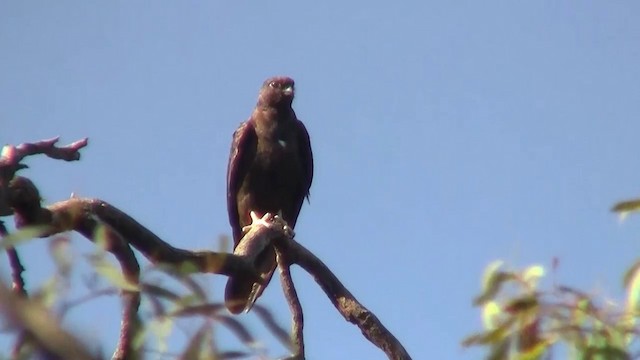 Black Falcon - ML200906821