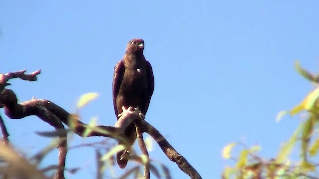 Black Falcon - ML200906831