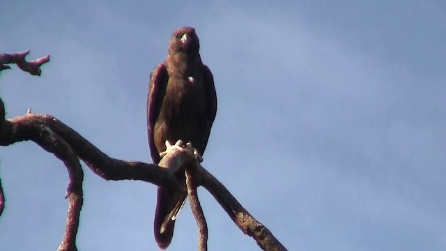 Black Falcon - ML200906841