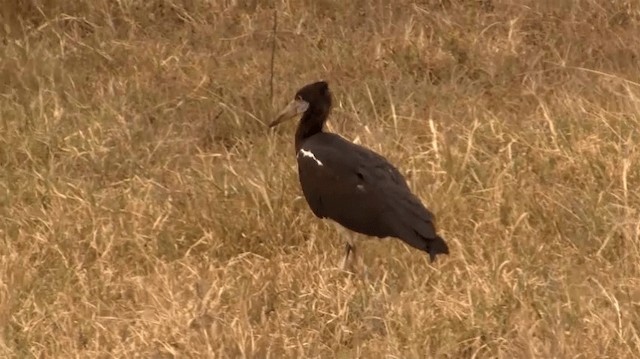 blåmaskestork - ML200907201